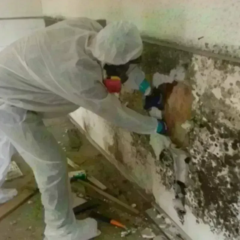 Mold Remediation and Removal in Mullen, NE